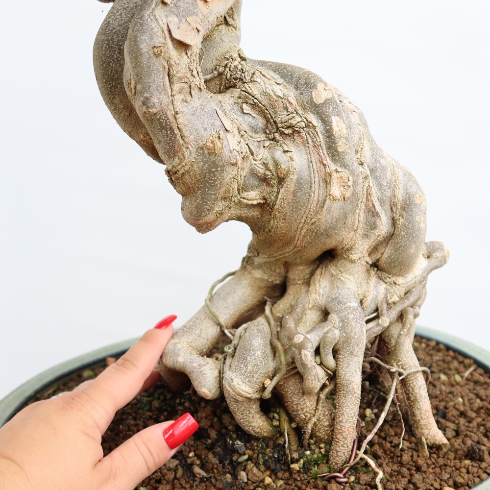 Bonsai für draußen - Ahorn Burger - Acer Burgerianum