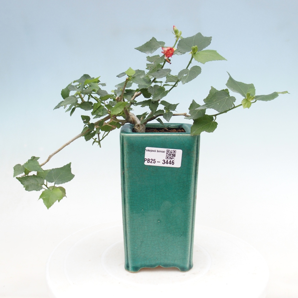 Zimmerbonsai - Malvaviscus arboreus