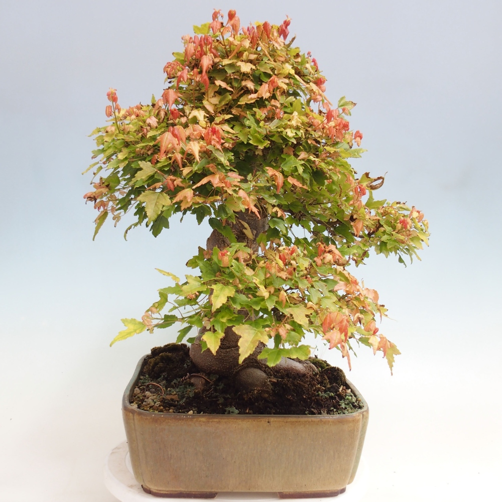 Bonsai im Freien - Ahorn Buergerianum - Burger Maple