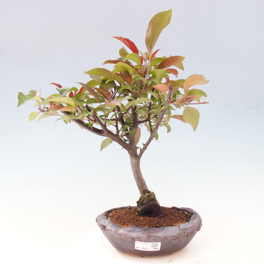 Freilandbonsai - Malus Domestica - Kleinfruchtiger rotblättriger Apfelbaum