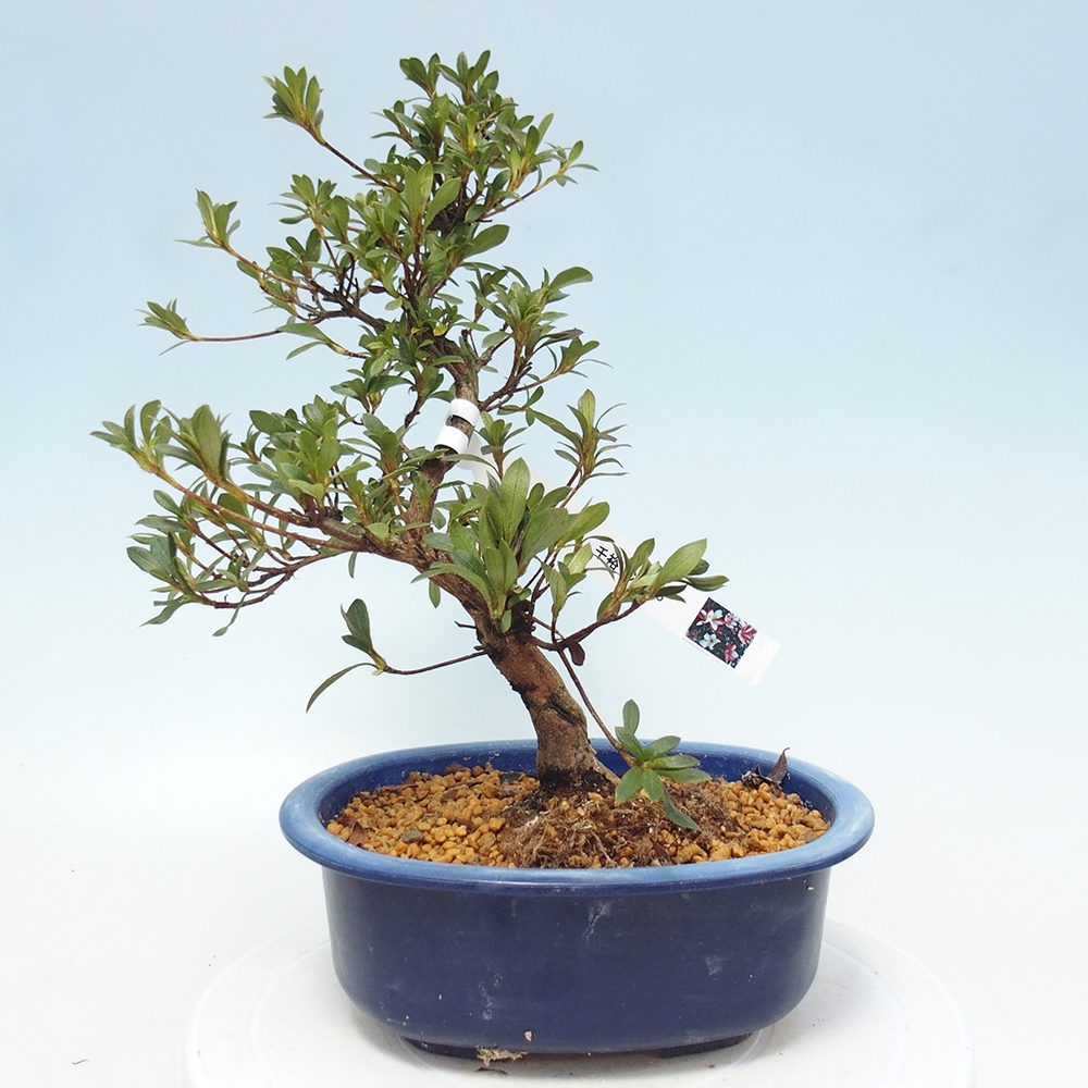 Bonsai für draußen - Japanische Azalee - Azalee CHIHIRO