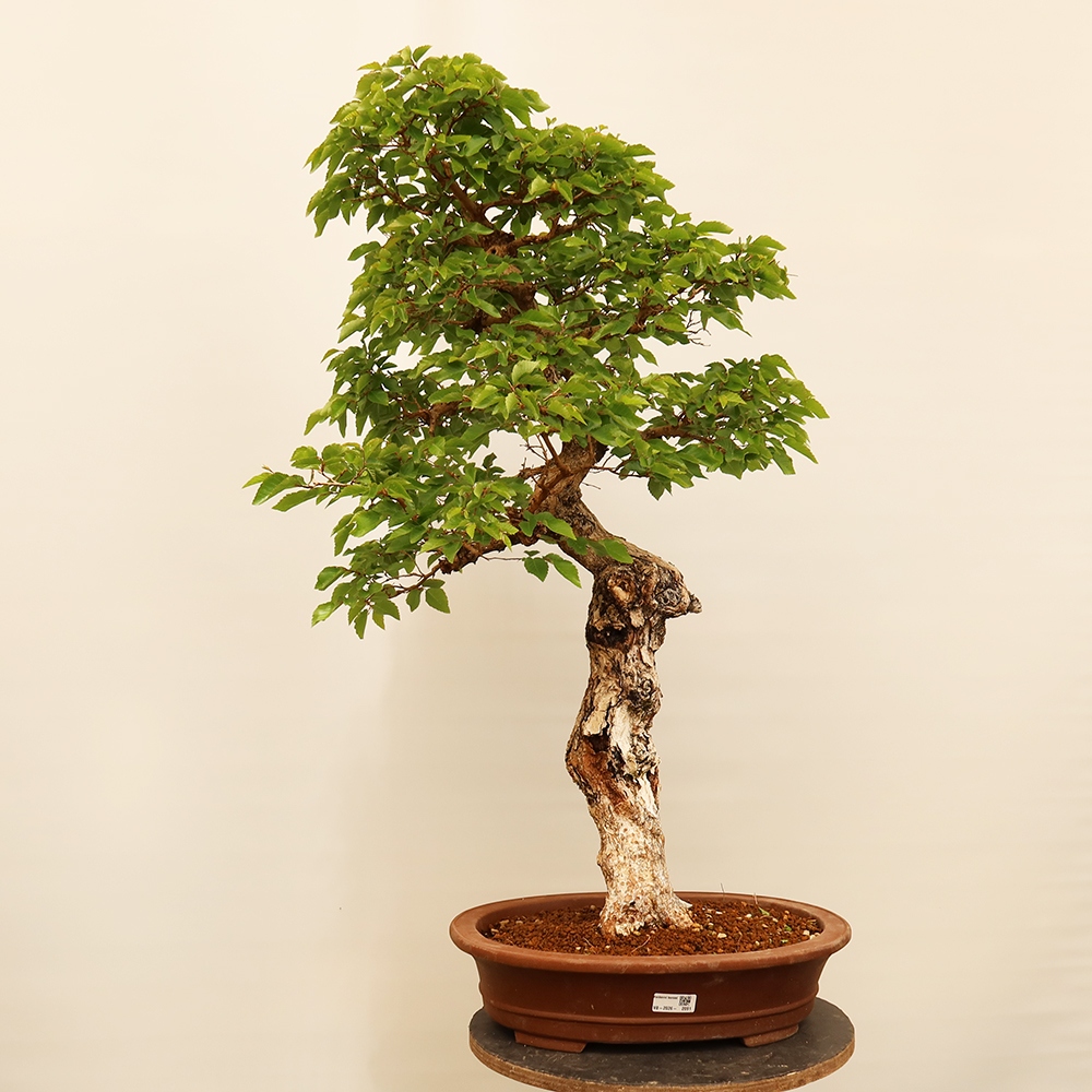 Bonsai im Freien - Carpinus Coreana - Koreanische Hainbuche