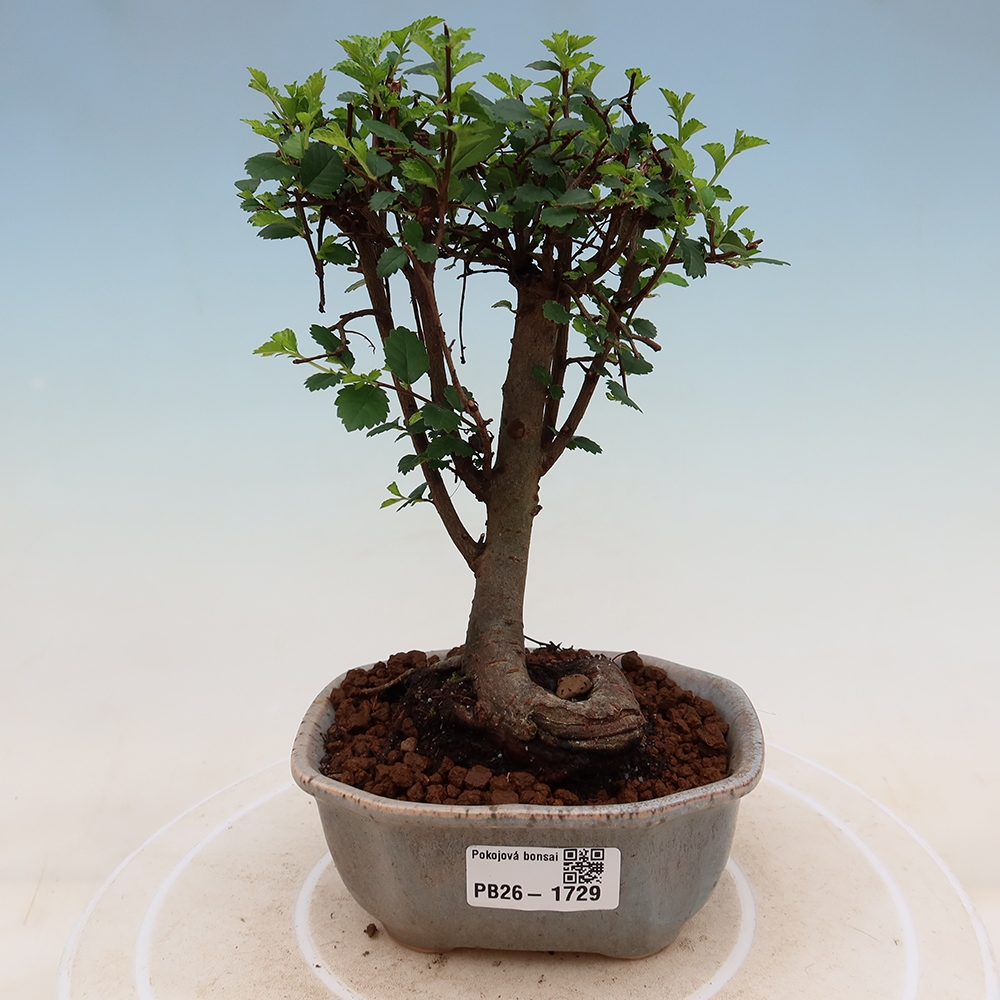 Zimmerbonsai - Ulmus parvifolia - Kleinblättrige Ulme