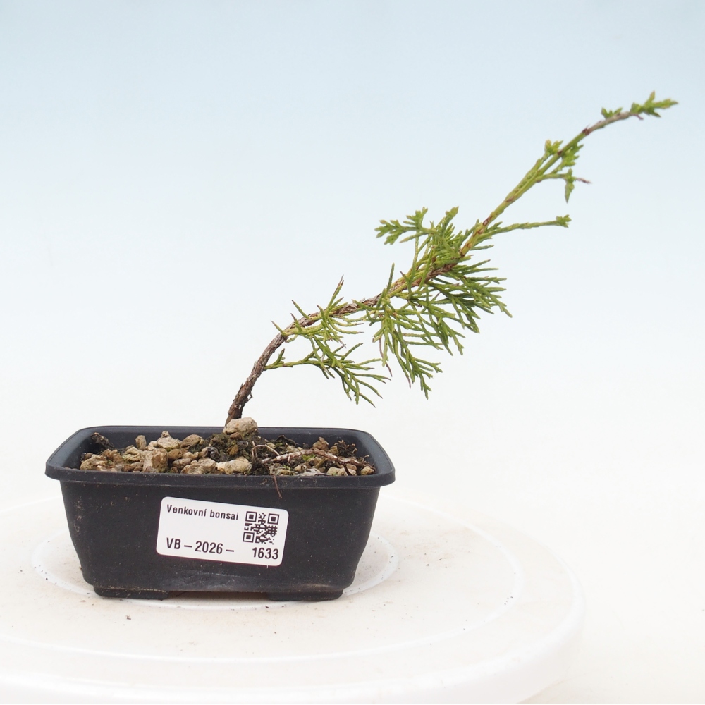 Bonsai für draußen - Juniperus chinensis Itoigawa