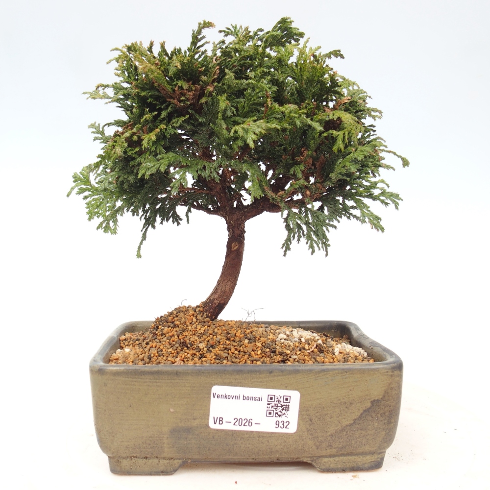 Bonsai für draußen - Cham.pis Parslori - Zypresse