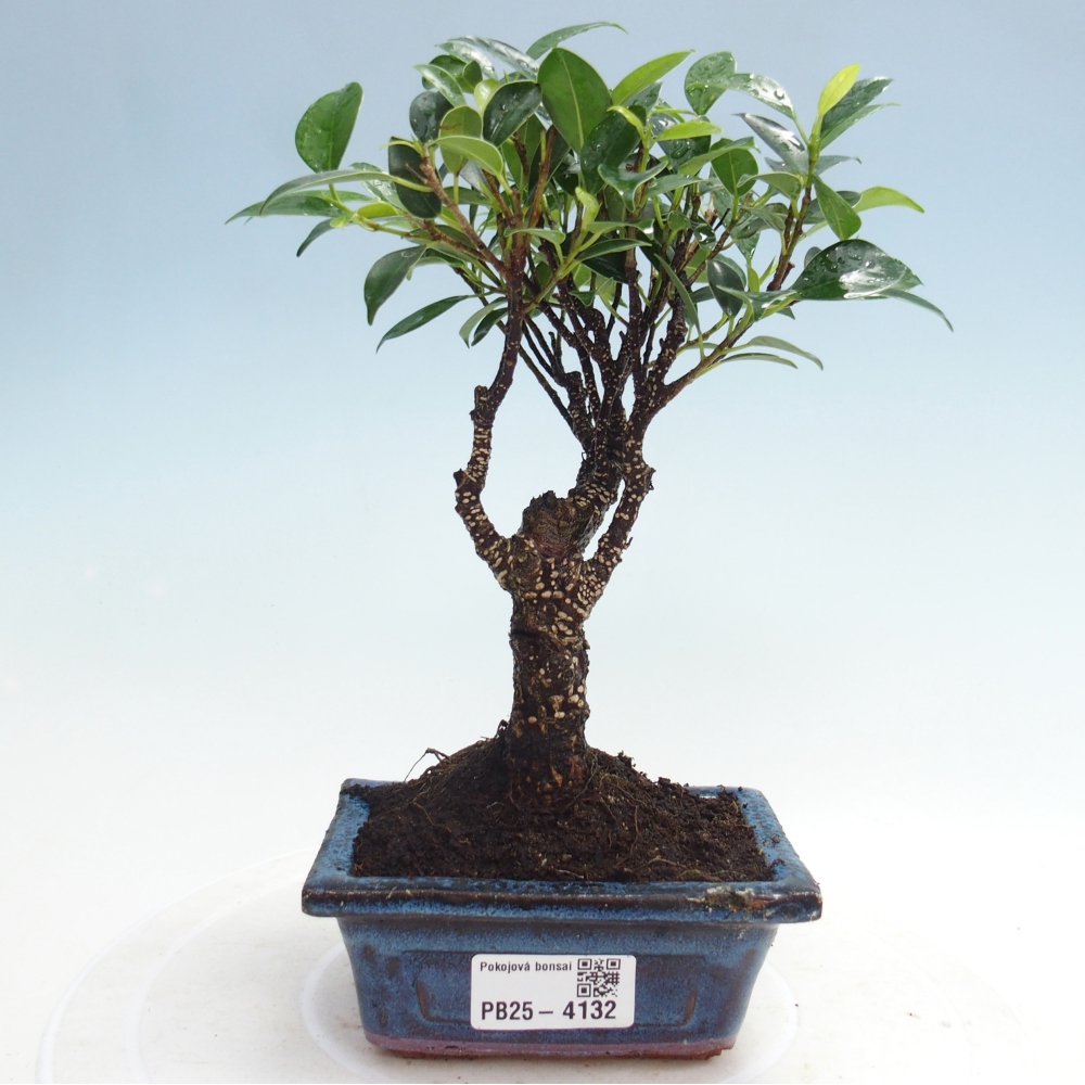 Zimmer Bonsai Ficus retusa kimmen