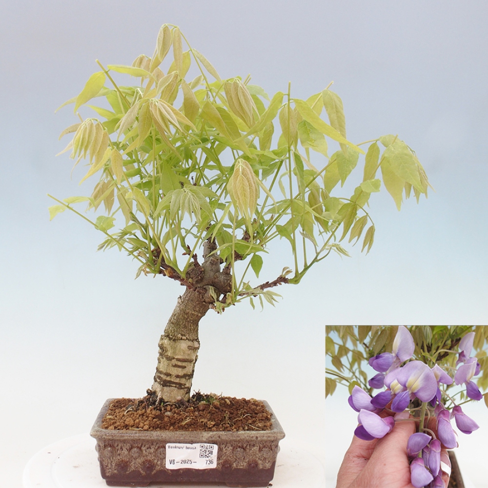 Bonsai im Freien - Wisteria floribunda - Wisteria floribunda