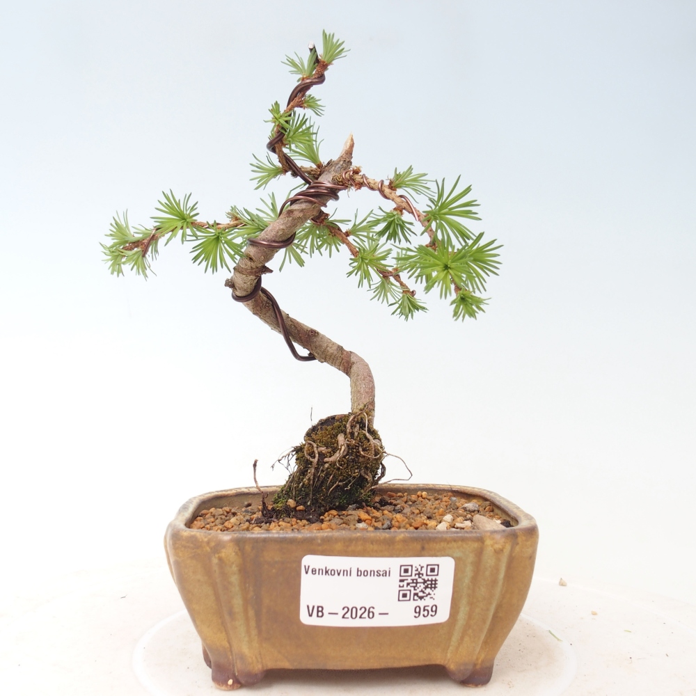 Bonsai für draußen - Larix Kaempferi - Japanische Lärche