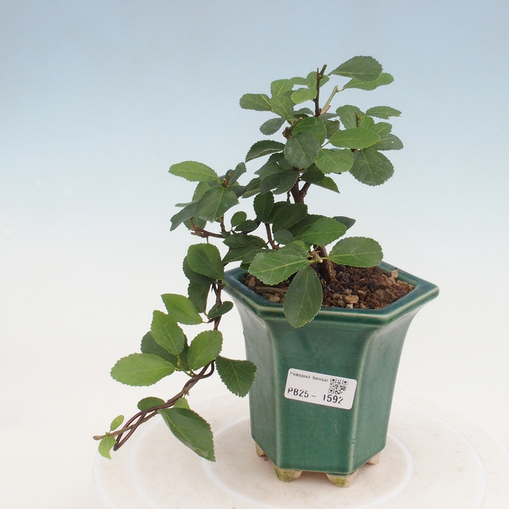 Zimmerbonsai - Grewia occidentalis - Lavendelstern