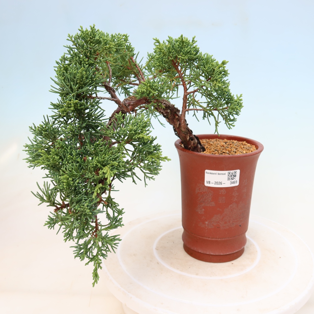 Bonsai für draußen - Juniperus chinensis Kishu