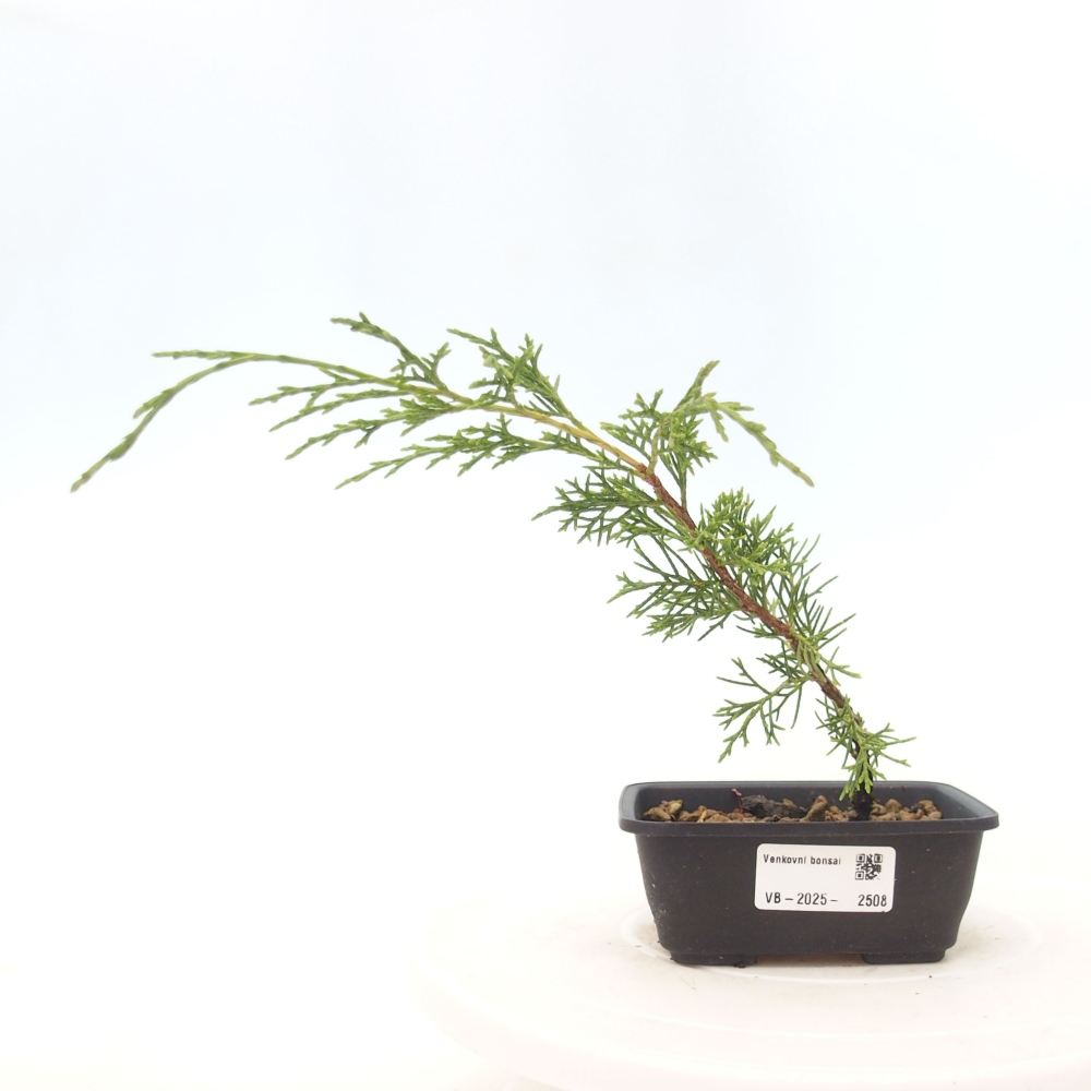 Outdoor bonsai - Juniperus chinensis Itoigawa - Chinese juniper
