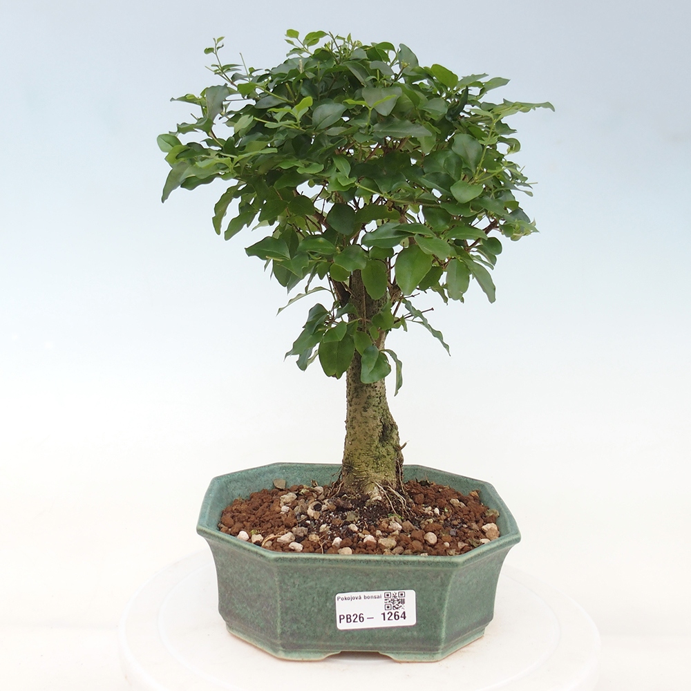 Zimmer Bonsai -Ligustrum chinensis - Vogelschnabel