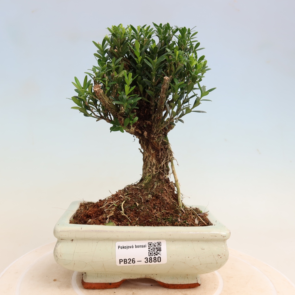 Zimmer Bonsai - Buxus harlandii - Korkbuxus