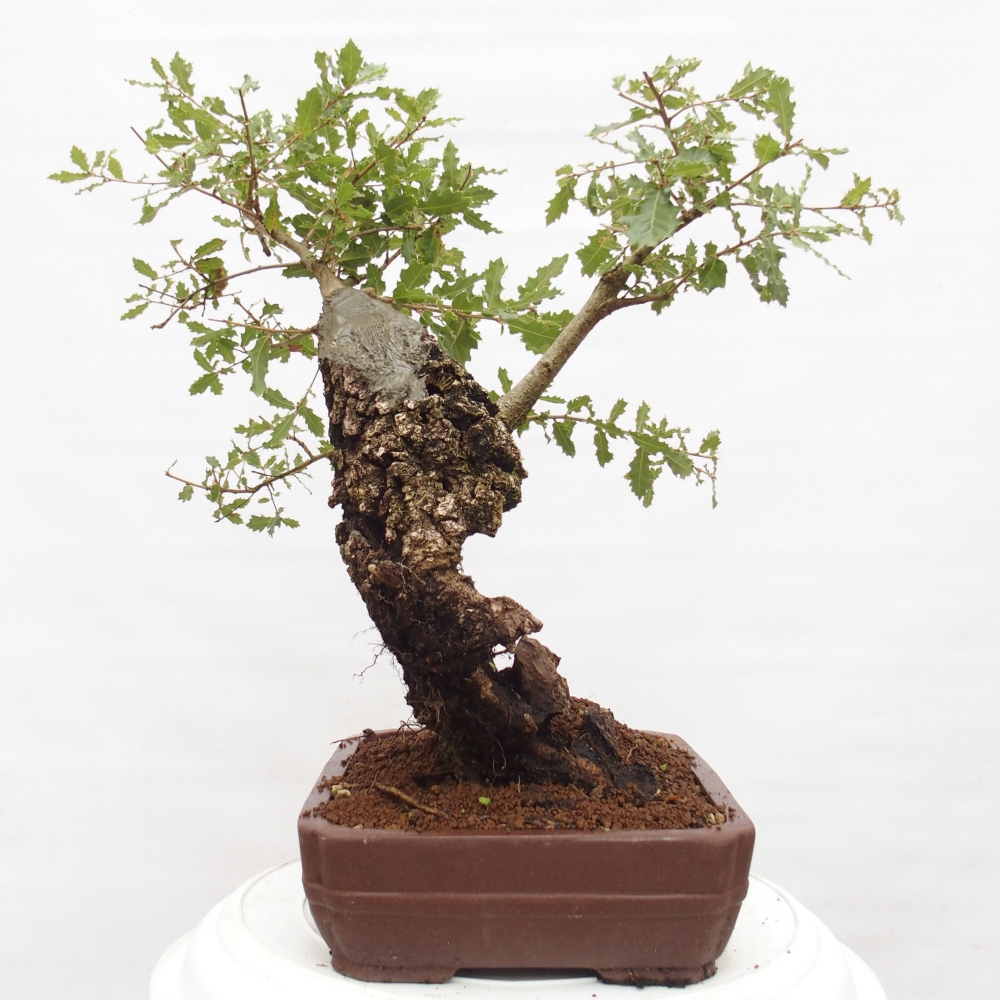 Yamadori - Quercus Ilex - Steineiche