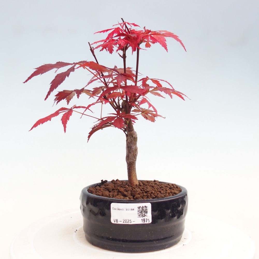 Bonsai im Freien - Acer-Palme. Atropurpureum-Palmenblatt-Ahorn