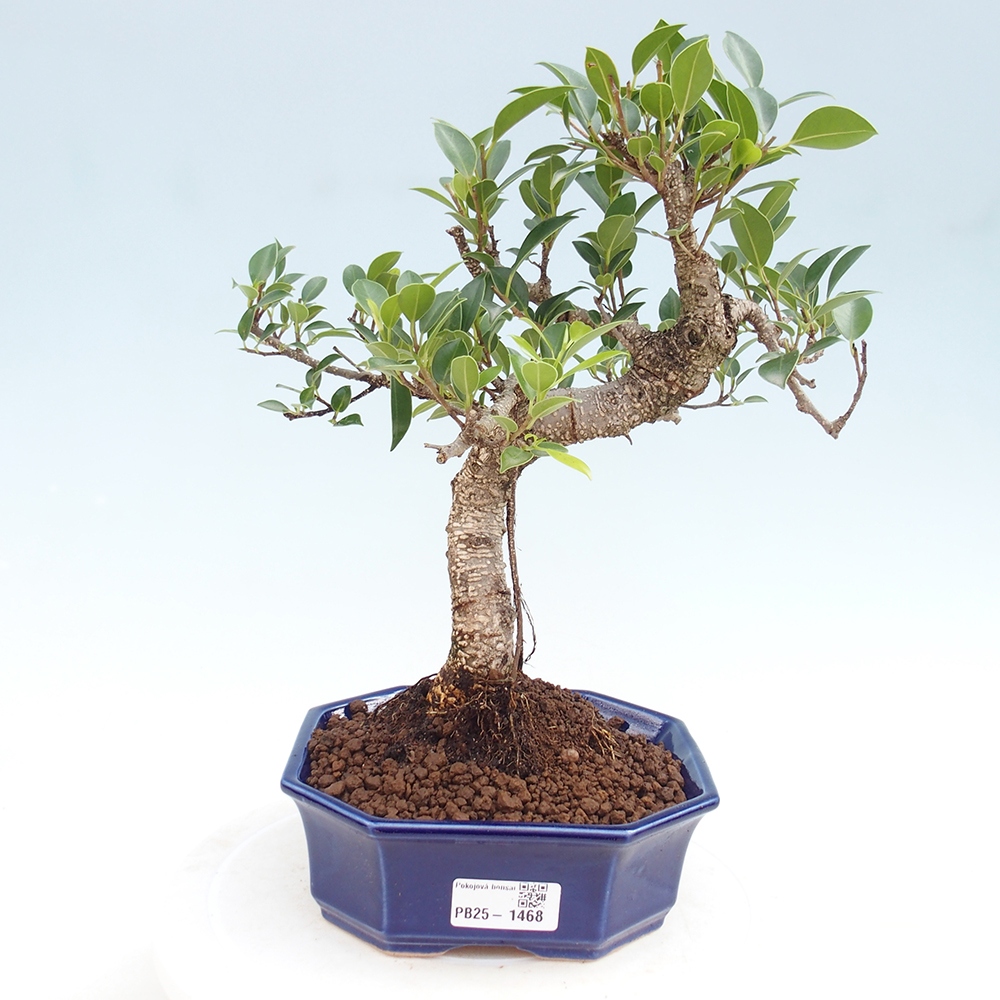Indoor-Bonsai - Ficus retusa - kleiner Ficus