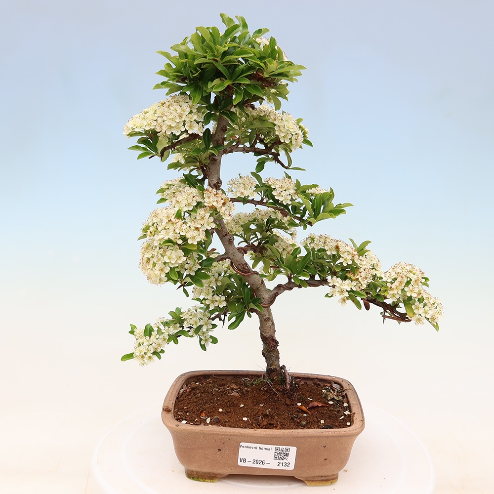 Bonsai für den Außenbereich – Pyracantha teton – Feuerdorn