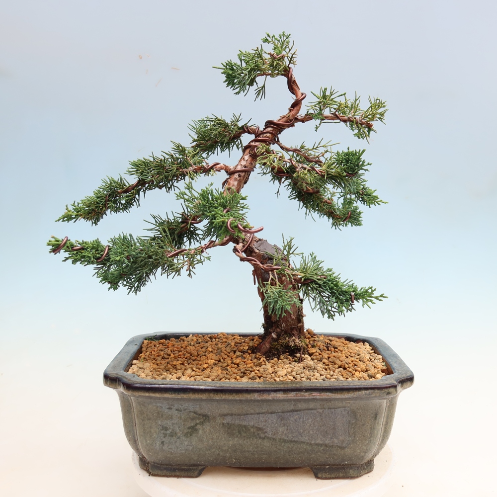 Bonsai für draußen - Juniperus chinensis Kishu