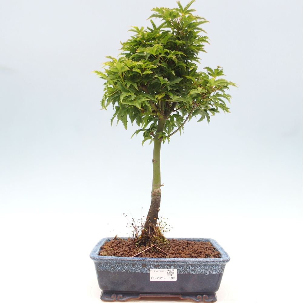 Bonsai im Freien - Acer palmatum Shishigashira-Ahorn