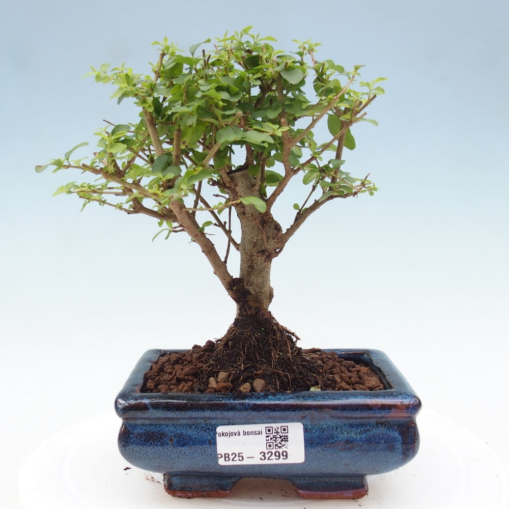 Zimmer Bonsai -Ligustrum chinensis - Vogelschnabel