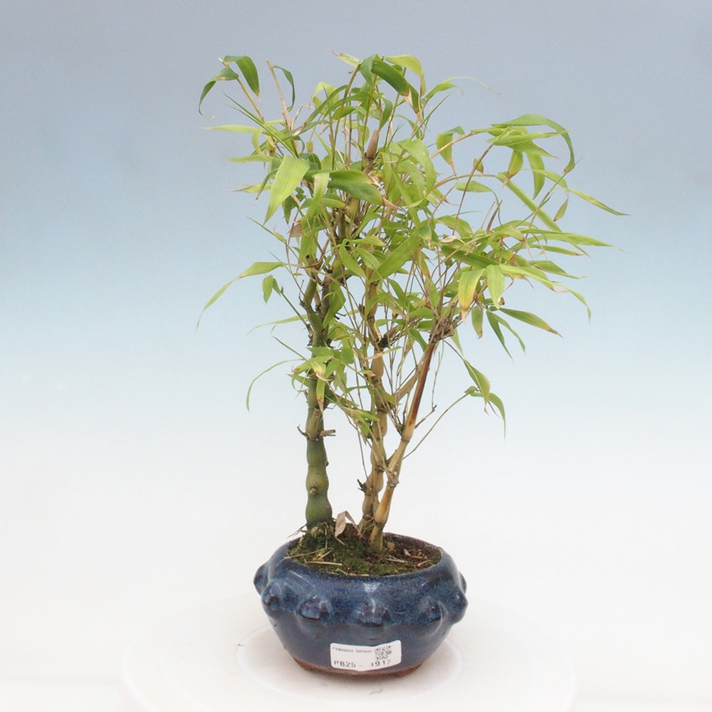 Zimmerbonsai - Bambus-Buddha-Bambus-Buddha-Bauch