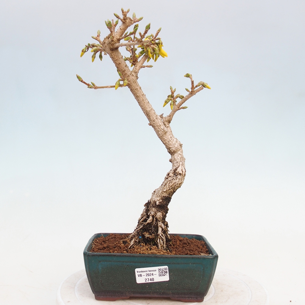 Bonsai im Freien - Forsythie - Forsythia intermedia 