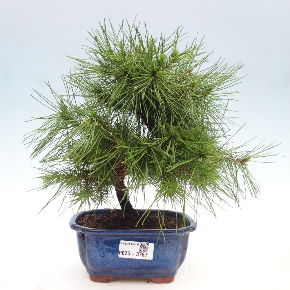 Zimmer Bonsai-Pinus halepensis-Kiefer von Aleppo