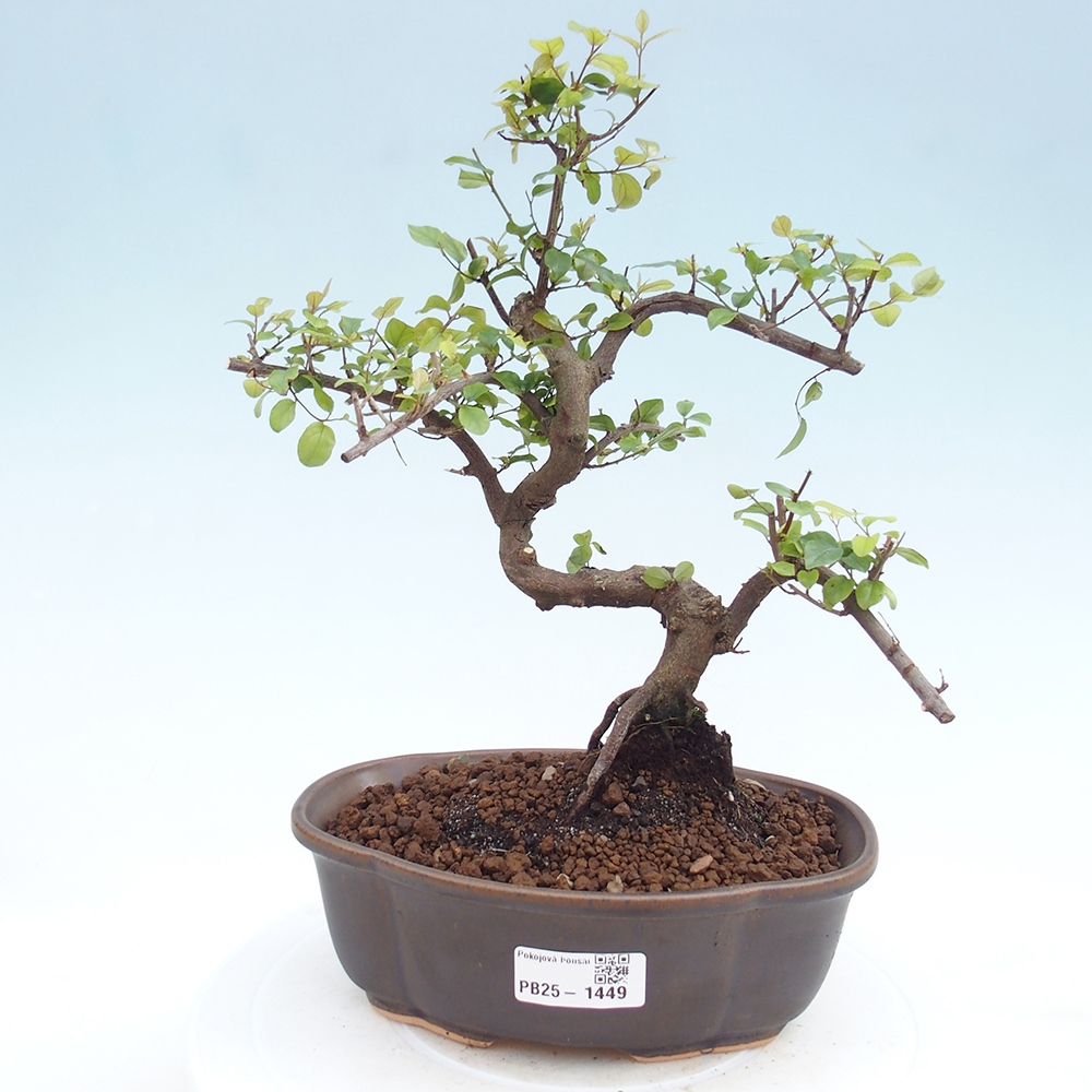 Zimmerbonsai - Sagerécie thea - Sagerécie thea