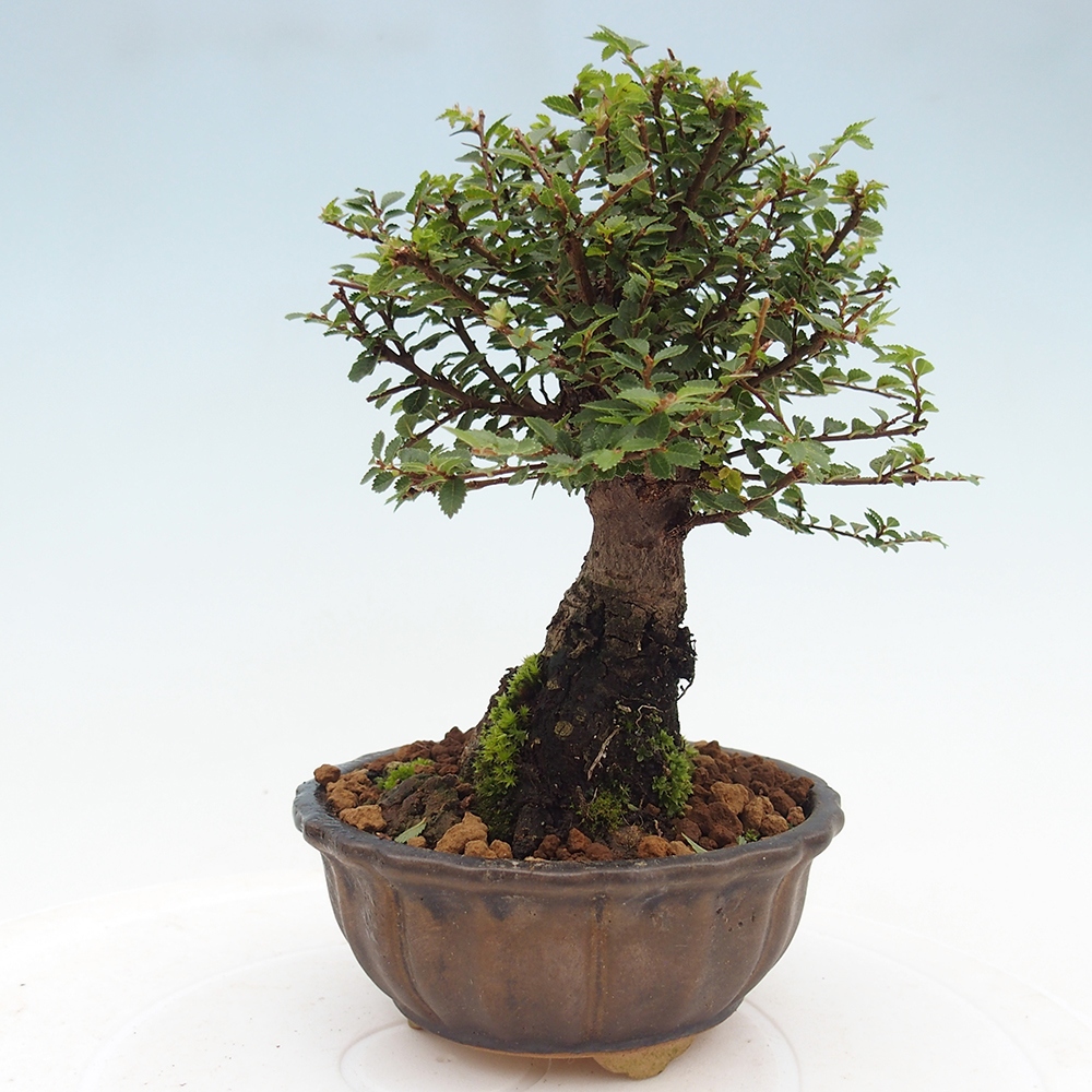 Bonsai im Freien - Ulmus parvifolia Hokkaido - Chinesische Ulme