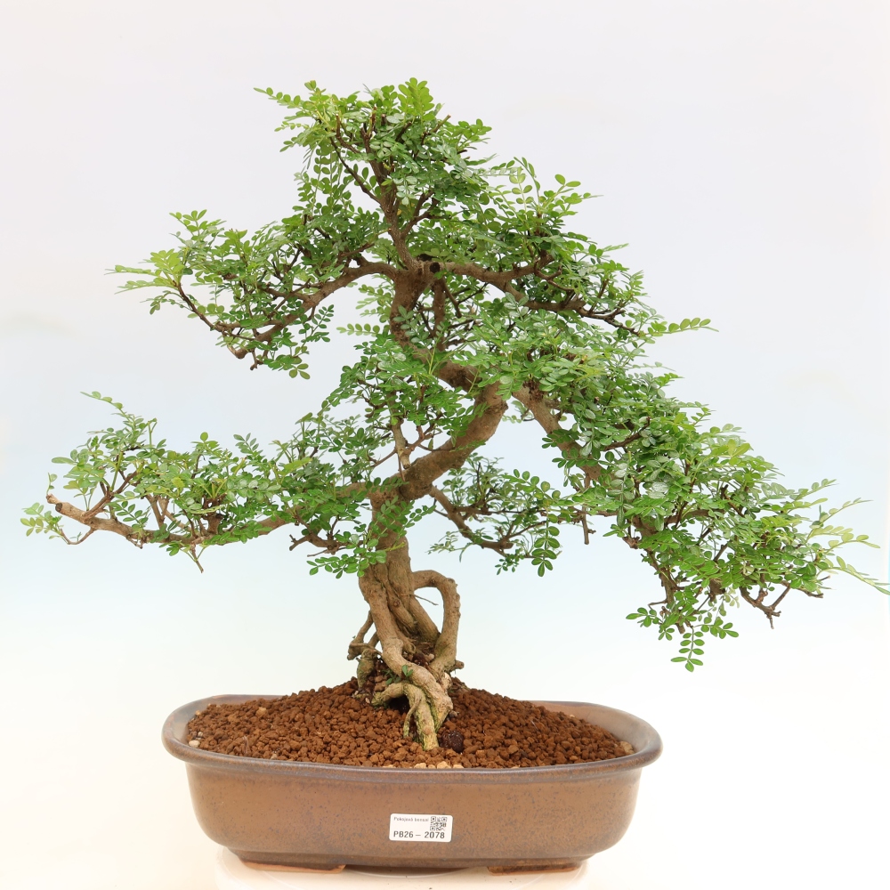 Zimmer Bonsai - Zantoxylum piperitum - Pfefferbaum