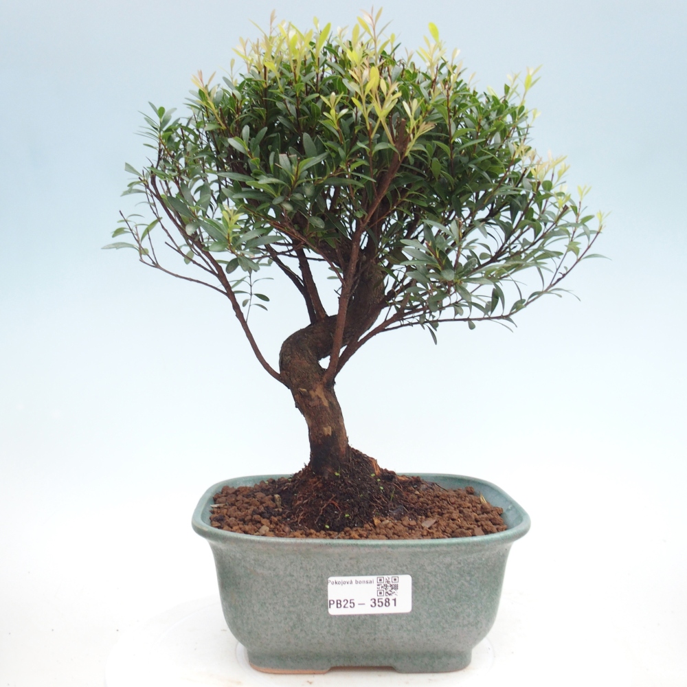 Zimmer Bonsai - Syzygium - Piment