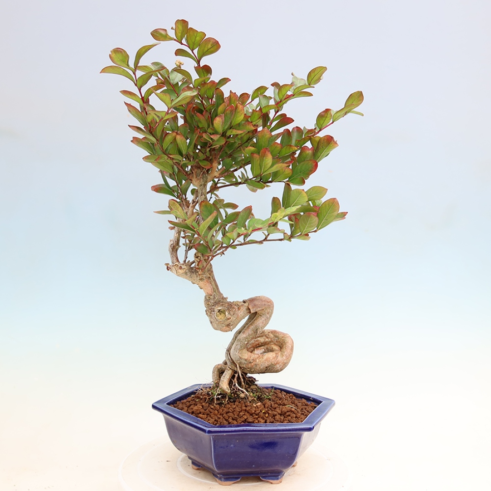 Zimmerbonsai – Lagerstroemia indica – Indischer Flieder