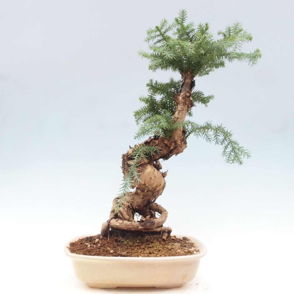Zimmer Bonsai - Araukarie - Zimmer Fichte