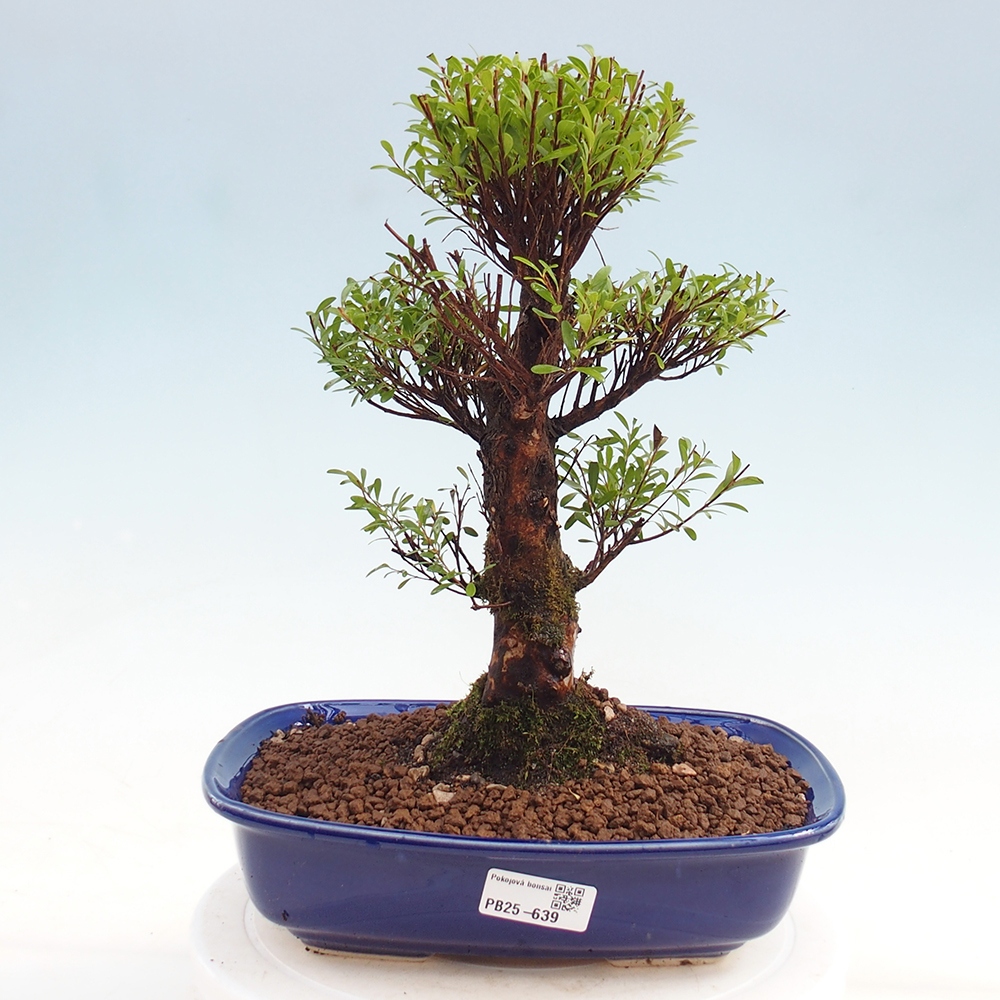 Zimmer Bonsai - Syzygium - Pimentovník