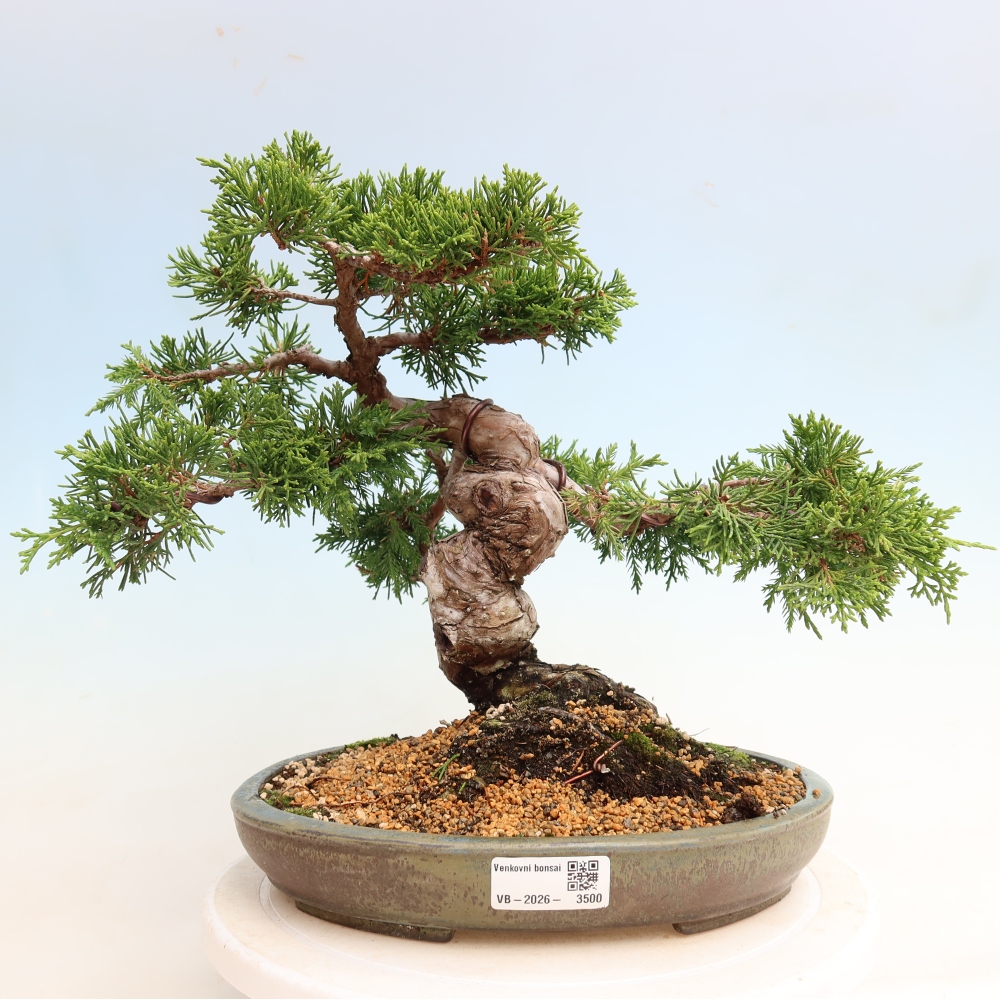 Bonsai für draußen - Juniperus chinensis Itoigawa-Juniperus chinensis