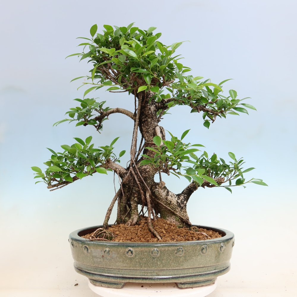 Zimmerbonsai - Ficus kimmen - Kleinblättriger Ficus