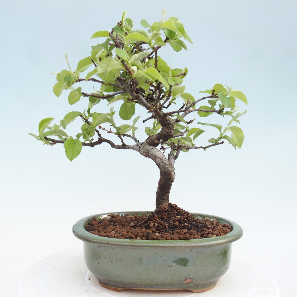 Bonsai für draußen - Chaneomeles chinensis