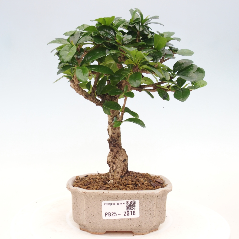 Zimmerbonsai - Carmona Macrophylla - Fuki-Tee