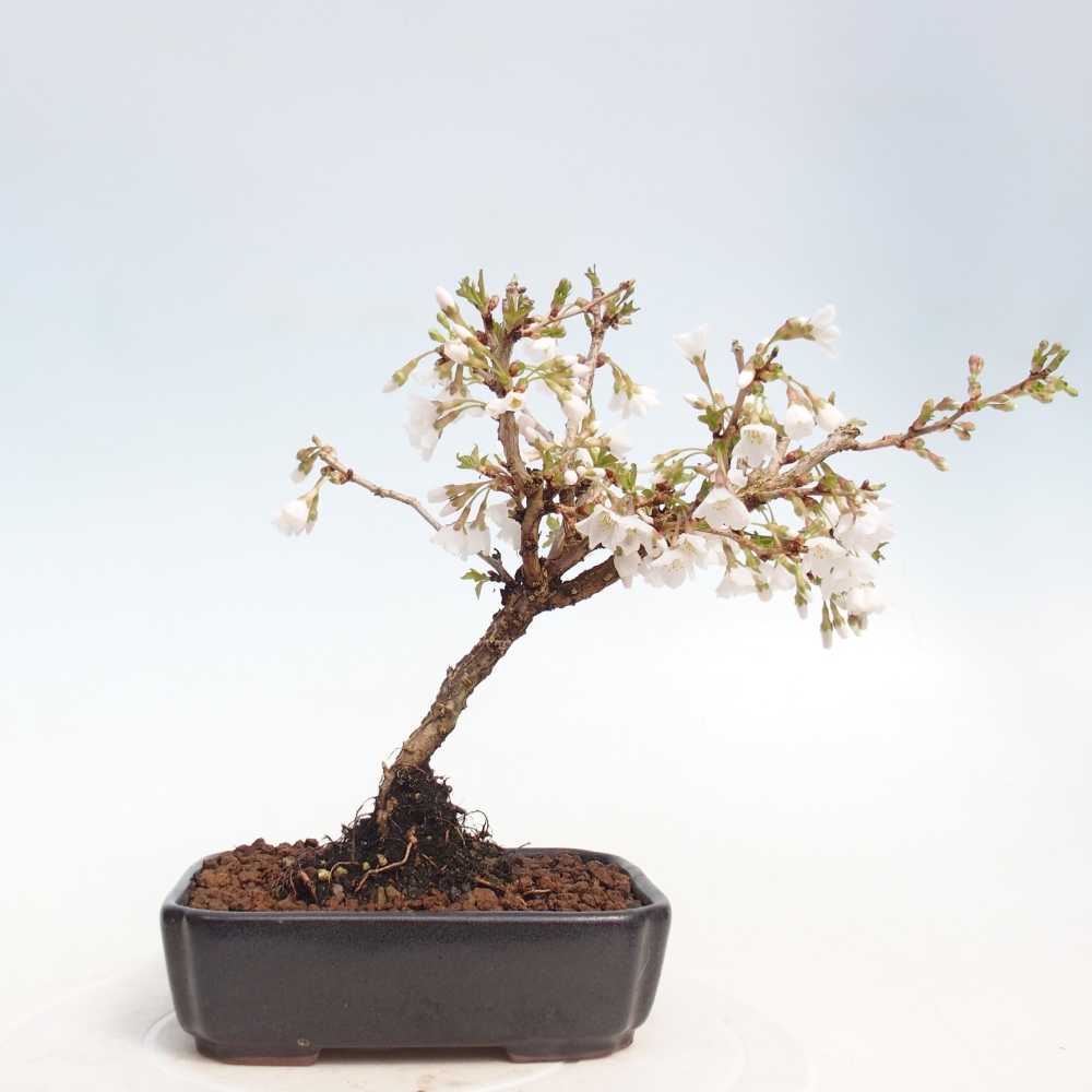 Bonsai für draußen - Prunus incisa Kojou-no mai-Plivon ausgeschnitten