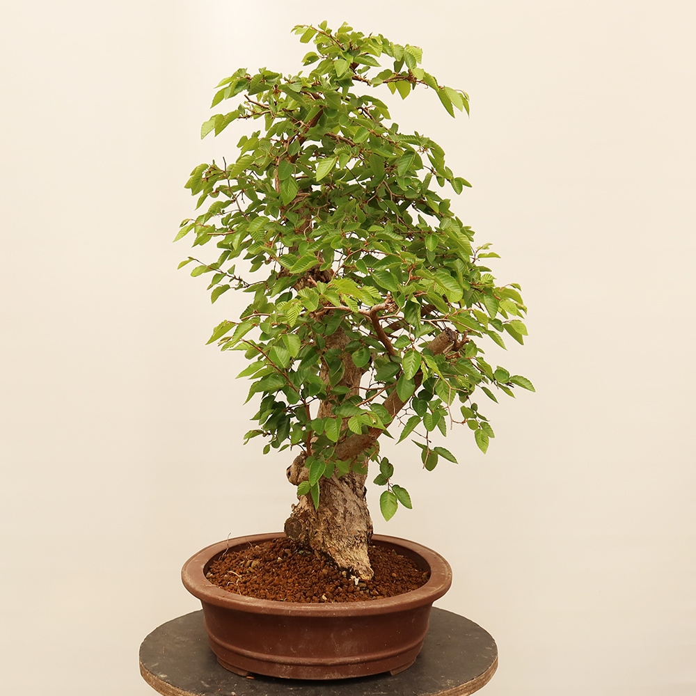 Bonsai im Freien - Carpinus Coreana - Koreanische Hainbuche