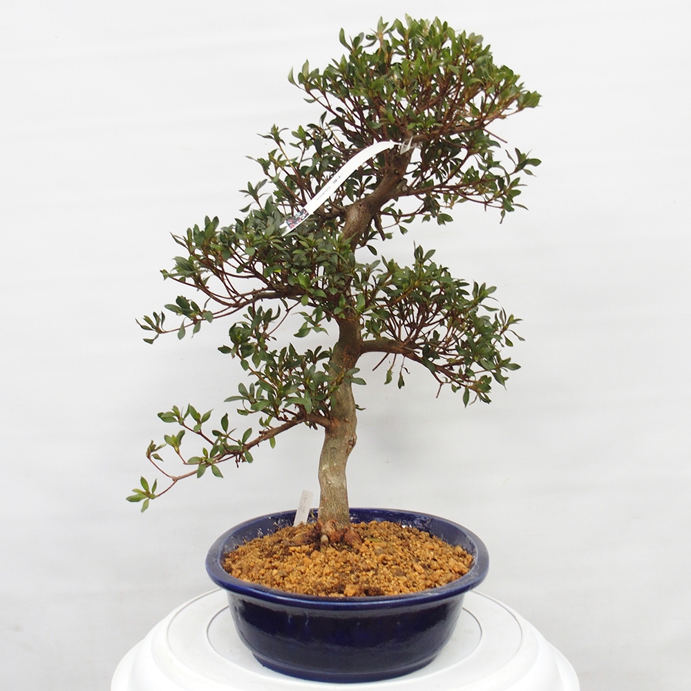 Bonsai für draußen - Japanische Azalee - Azalee CHIHIRO