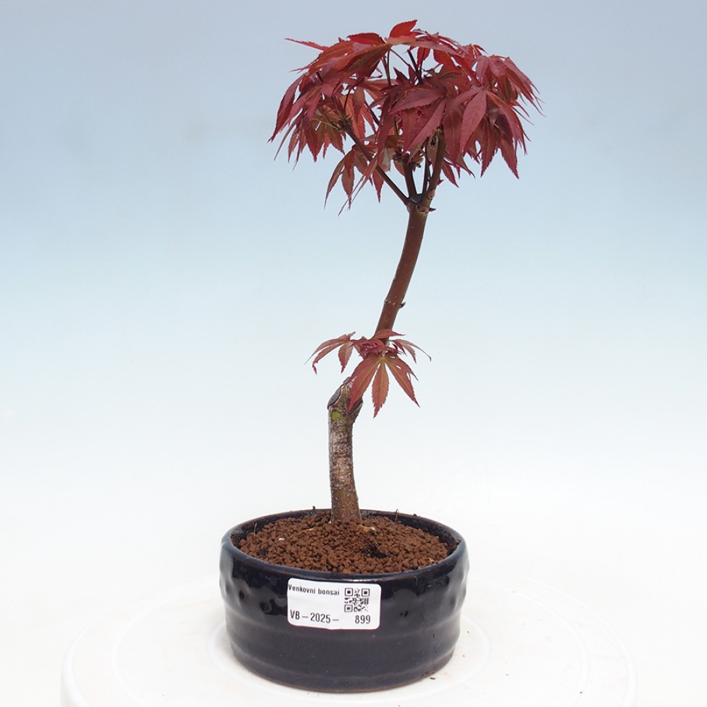 Bonsai im Freien - Acer-Palme. Atropurpureum-Palmenblatt-Ahorn
