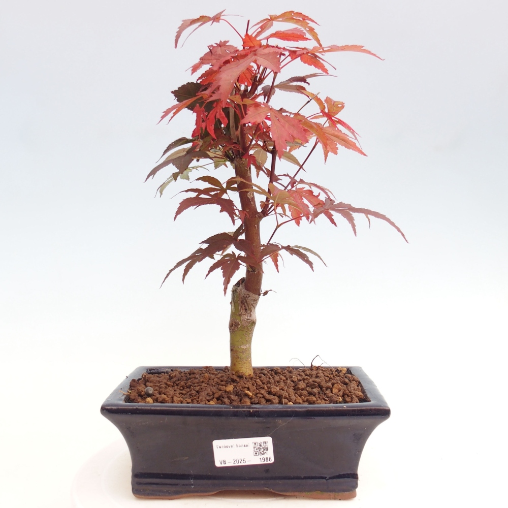 Bonsai im Freien - Acer-Palme. Atropurpureum-Palmenblatt-Ahorn