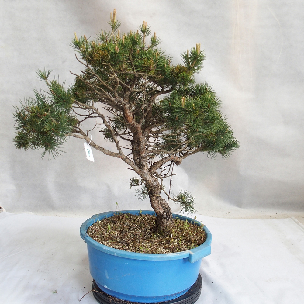 Yamadori - Pinus sylvestris 