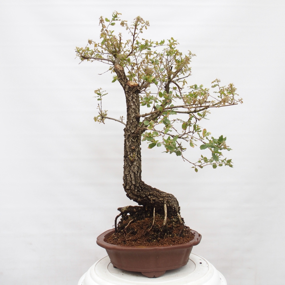 Yamadori - Quercus Ilex - Steineiche