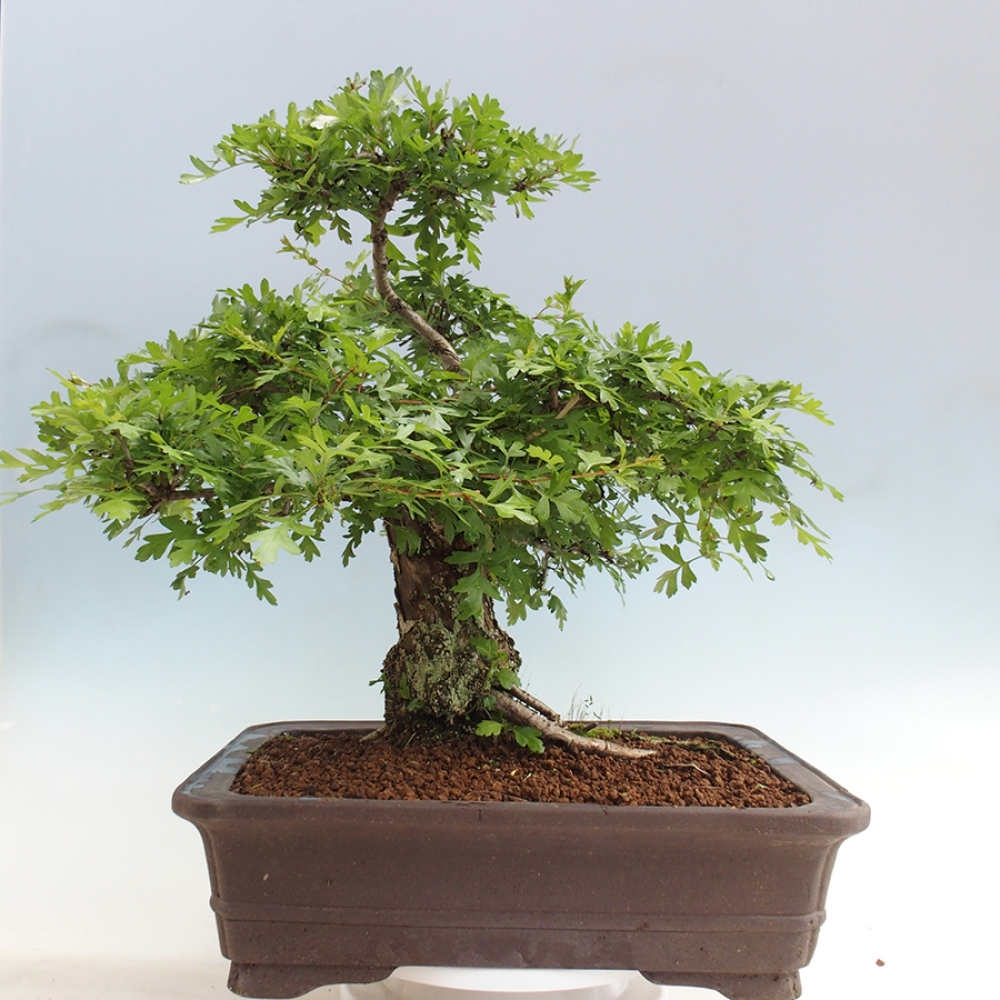 Bonsai im Freien - Weißdorn - Crataegus monogyna