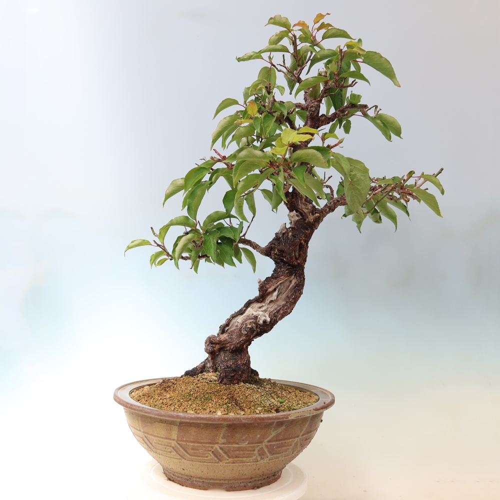 Bonsai für den Außenbereich – Japanischer Aprikosenbaum – Prunus Mume