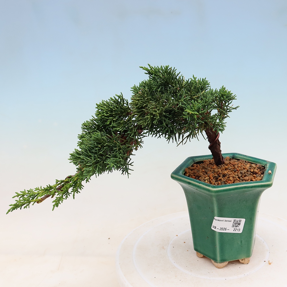Bonsai für draußen - Juniperus chinensis Kishu