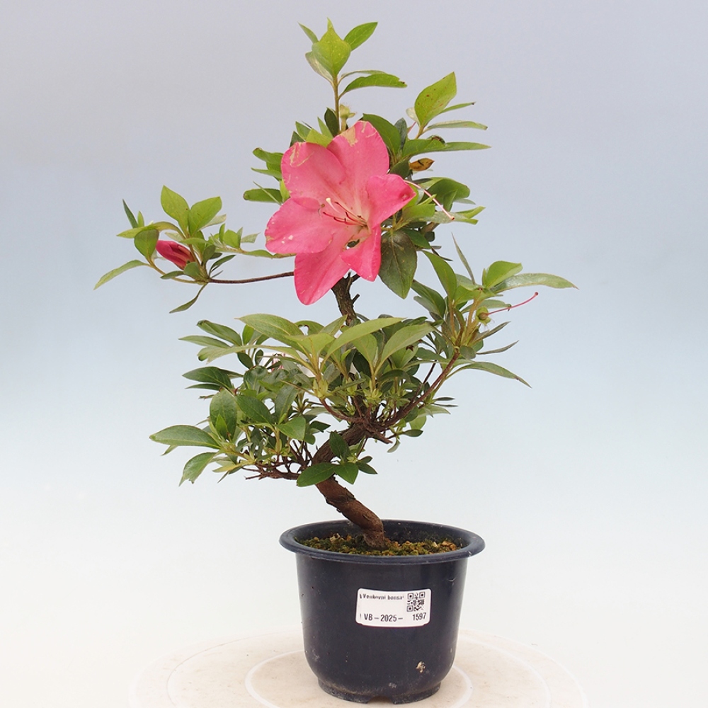 Bonsai im Freien - Japanische Azalee - Azalea Saien