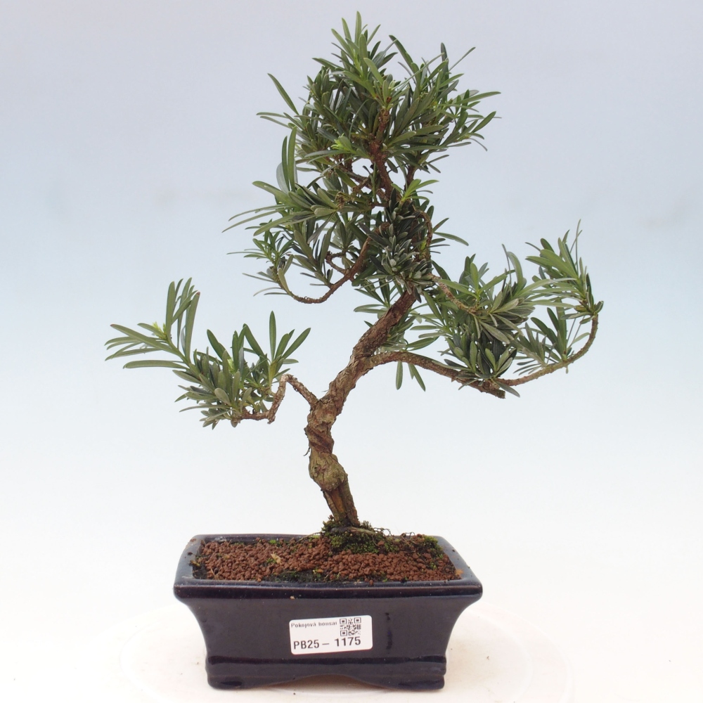 Indoor-Bonsai - Podocarpus - Stein tausend